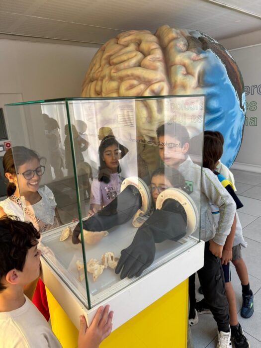 Alumnos observan un modelo del cerebro dentro de una vitrina en una de las salas del museo.